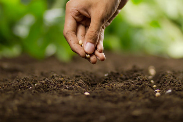 When God Seems Slow: The SOW Method for Waiting Patiently